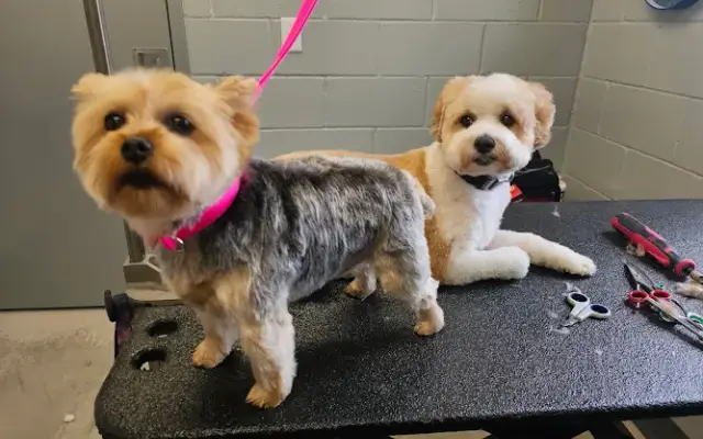 Paws For Perfection in Watertown, WI