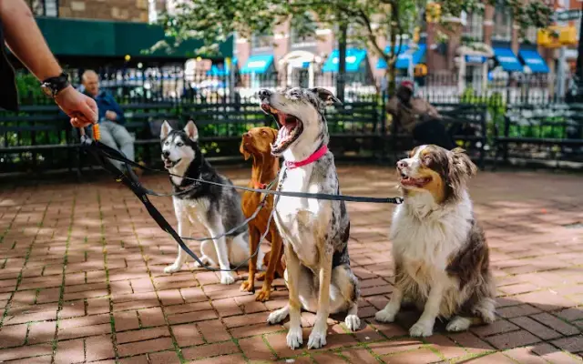 Pet Care Insurance in Pleasant Grove, UT