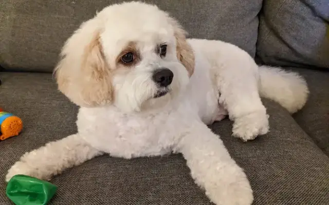 Fluff Dog Grooming in San Leandro, CA