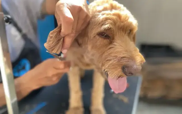 Petpura Mobile Pet Grooming in Norwalk, CT