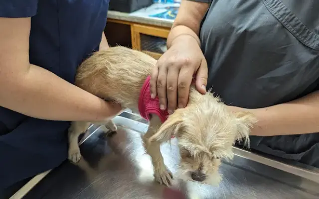 Bastrop Veterinary Hospital in Bastrop, TX