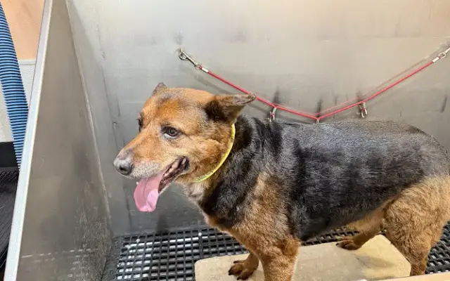 The Barking Lot in Cathedral City, CA