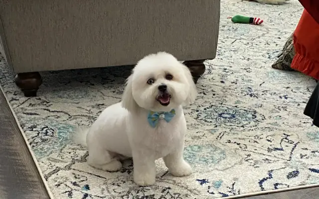 Clip N Clean Mobile Pet Grooming in Winter Garden, FL