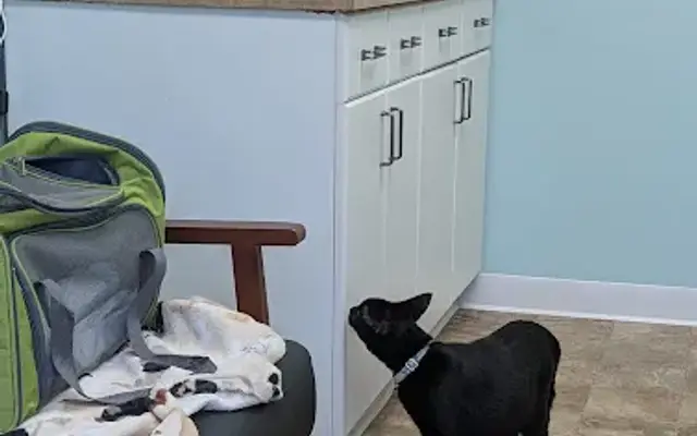 Stoney Pointe Pet Hospital in Rochester, NY