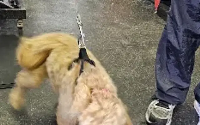 Puppy Parlor in Marshfield, WI