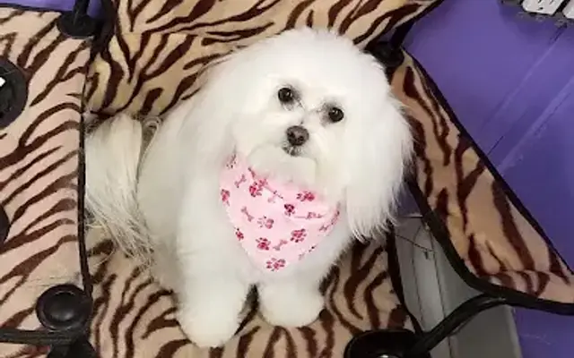 Waggin Tails Lounge Pet Grooming/Doggy Daycare in Tarzana, CA