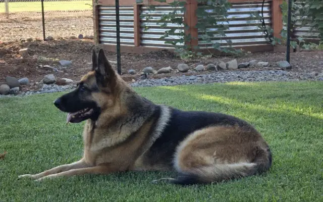 Kathy's Canine Connection in Redding, CA