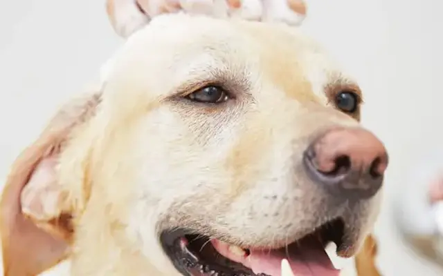 Dog Grooming Boulder in Thornton, CO