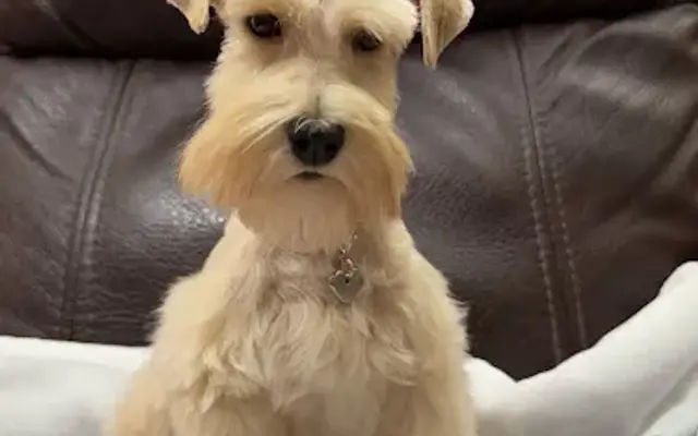 Kalee-Rose Grooming & Schnauzers in Yukon, OK
