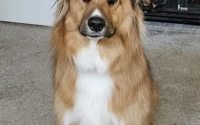 WildPaws Dog Grooming in Philomath, OR