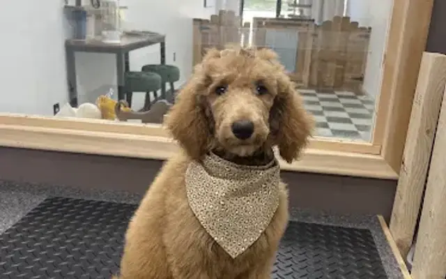 Boss Dog Training and Grooming in Crittenden, KY