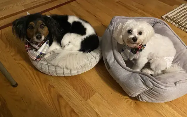 Classy Canines Grooming Salon in Miller Place, NY