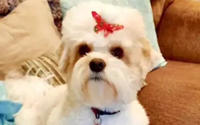 Top-Dog Grooming in La Center, WA