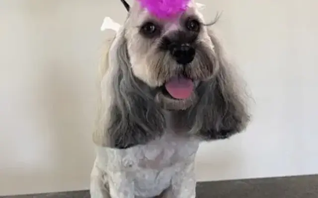 Southern Styles Grooming in Monroe, GA