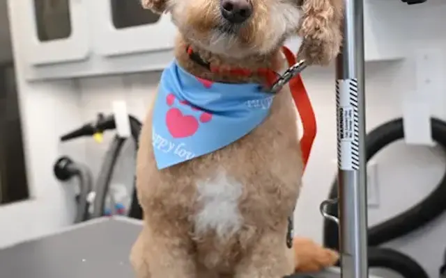 Paw Zone Mobile - Sonoma County in Valley Ford, CA