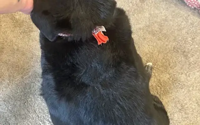 Dakotah's paw spa in Isanti, MN
