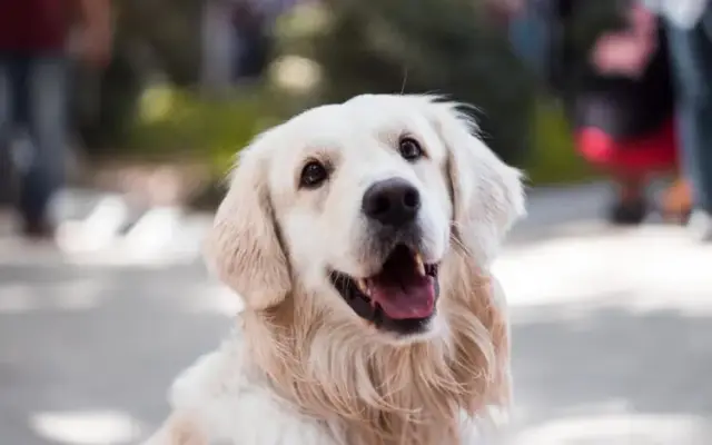 McGrupp's Doggie Daycare in Middleton, MA