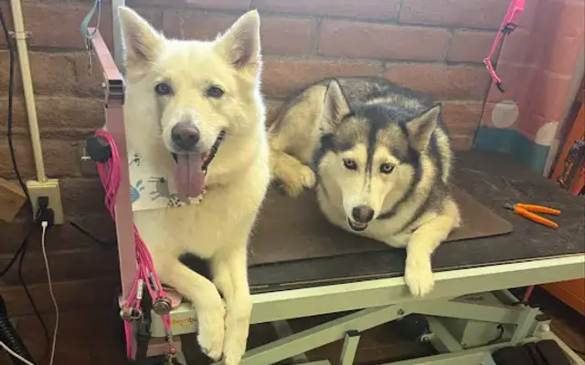 A & G Pet Grooming in Corona De Tucson, AZ