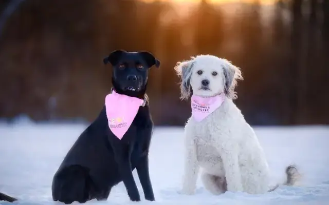 Alexa’s Angels Pet Sitting LLC in Batavia, NY