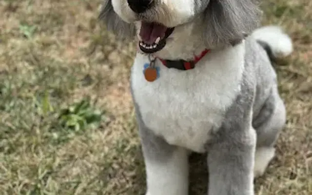 Countryside Pet Grooming in Crozet, VA