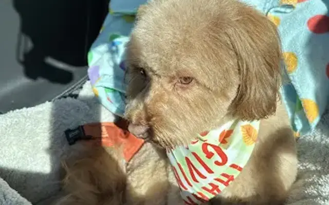 Style A Dog in Massapequa, NY