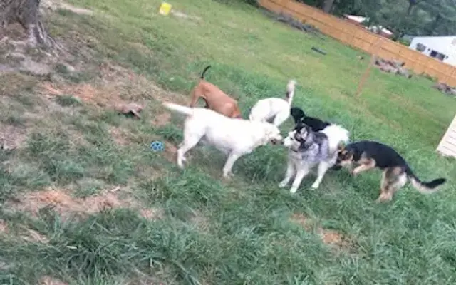 Pet Stay & Vacay, LLC in Fort Belvoir, VA