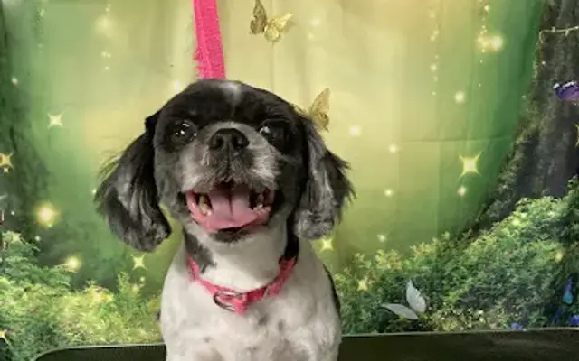 Megan's Grooming Room in Michigan City, IN