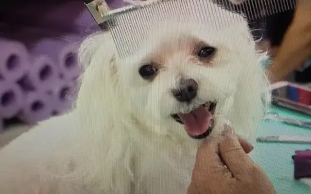 Cozy Inn Pet Resort-Orchid Spa in Stahlstown, PA