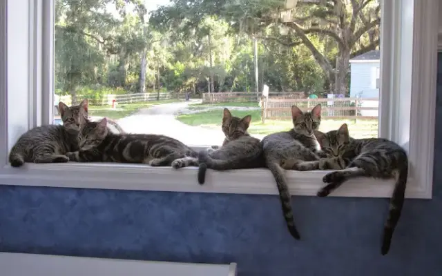 Bedtime Tails Luxury Pet Hotel in Summerfield, FL