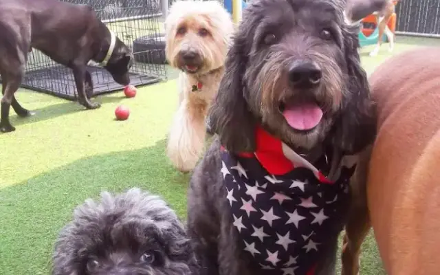 Best Friends Pet Hotel in Chicago, IL