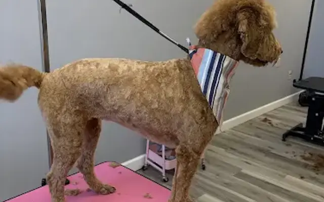 Pretty Paws Dog Grooming in Washington Court House, OH