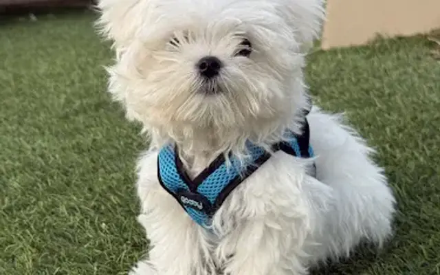 Happy Paws Grooming Salon in Granada Hills, CA