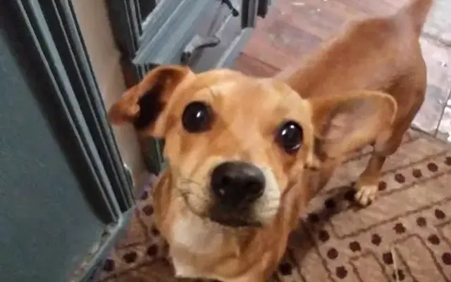 PetPALS in Marble Falls, TX