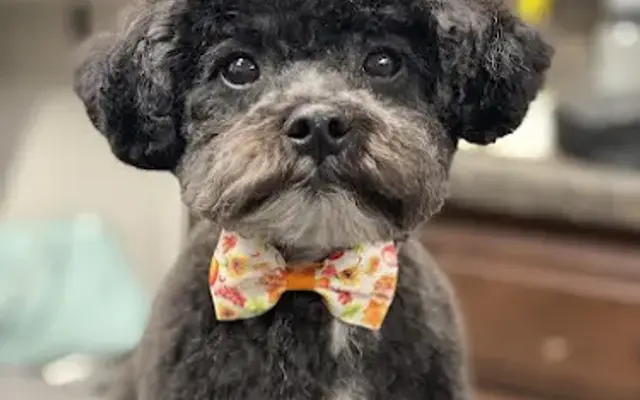 Falcon Ridge Kennels & Grooming in Hickory, KY