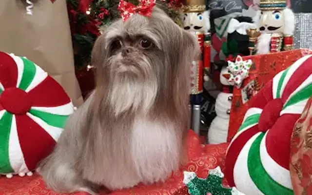 Precious Pets Grooming Salon in St Martinville, LA