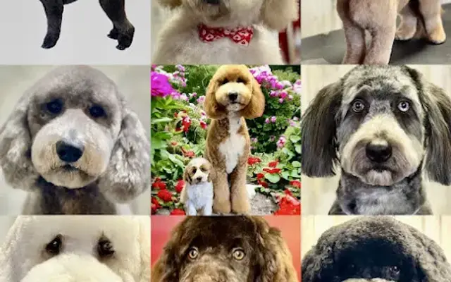 Georgia Grooming Spa and Dog Training Center in Powder Springs, GA
