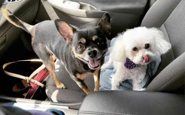 Magic Pet Parlor LLC in Winter Haven, FL