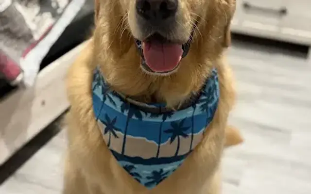 Bow Wow Salon in North Billerica, MA
