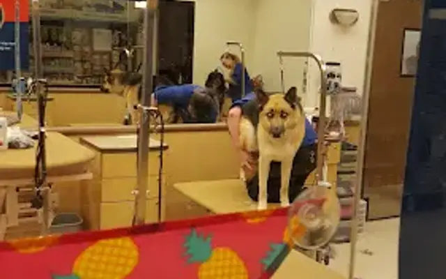 PetSmart in Wausau, WI