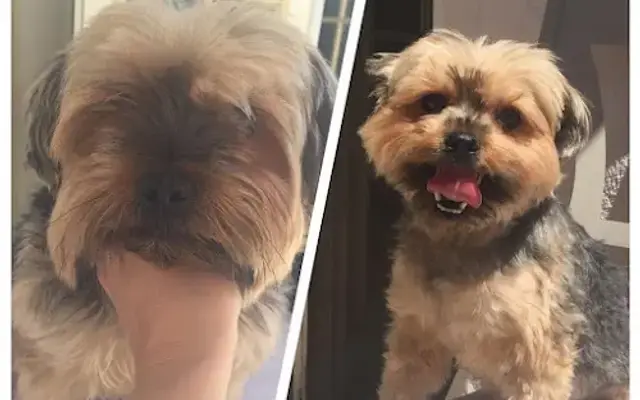 Happy Tails Grooming in Santa Maria, CA