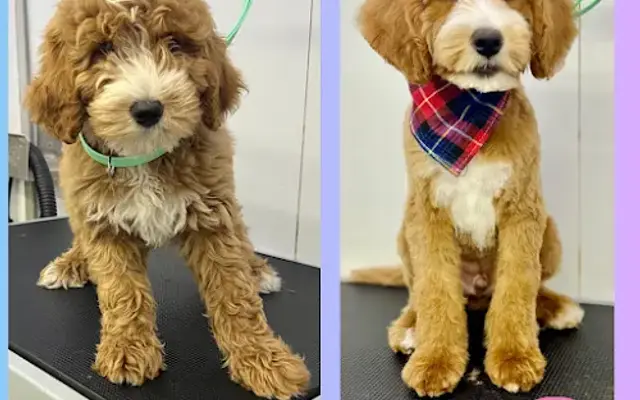 Mia's Pet Grooming in Gatesville, TX