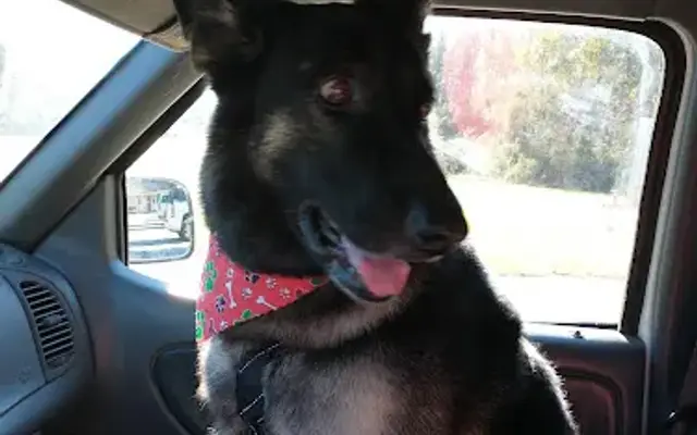 Life is Ruff without a Groomer, Pet Salon in Castleberry, AL