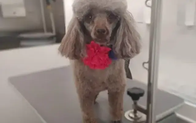 Humanity Over Vanity Mobile Dog Grooming LLC in Utica, MI