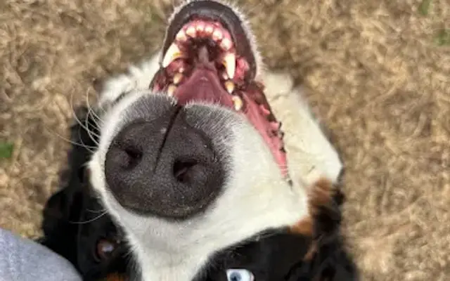 Lake Wylie Pet Resort and Spa in Clover, SC