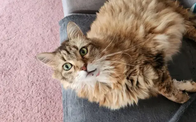 Smitten Kitten in Ankeny, IA