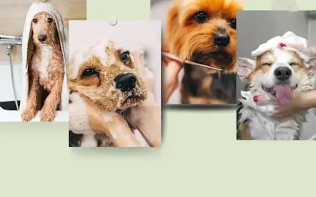 Meraki Grooming Spa in Millbrae, CA
