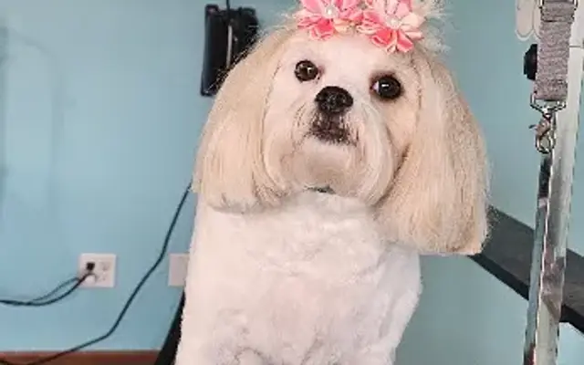 Muddy-Mutts Grooming, LLC in Hastings, MN