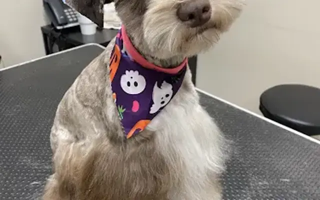 LOCVS Pet Grooming in George West, TX