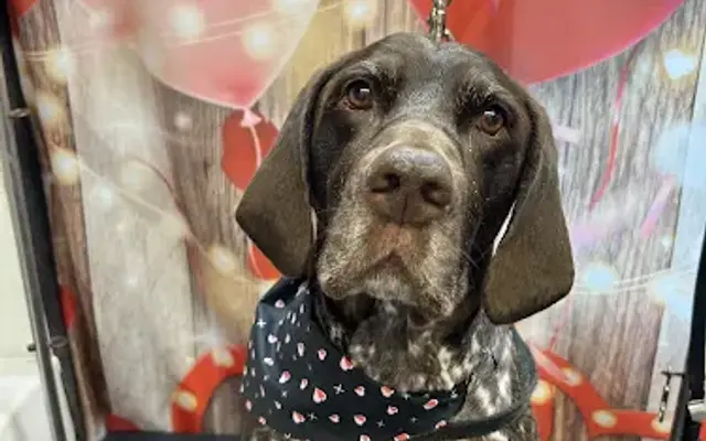 Sud Z Pawz Mobile Dog Grooming in Laurel, NY
