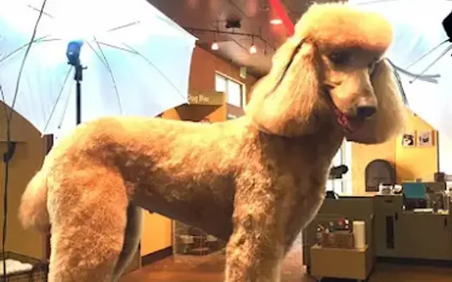 Pampered Pet Grooming and Spa in Brentwood, CA